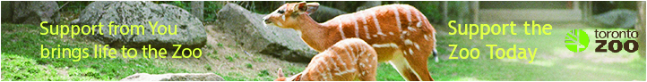 Banner Ad for the Toronto Zoo Ad Campaign